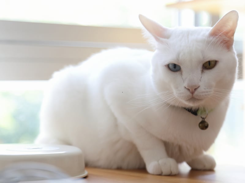 Known as the 'Diamond Eye' cat, Khao Manees are rare and prized for their pure white fur and striking blue or odd-colored eyes. They are affectionate and intelligent but not commonly found outside Thailand, making them expensive - prices start at around £5,000. 