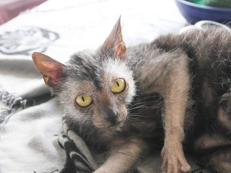 Nicknamed the 'werewolf cat', Lykois have a unique patchy coat due to a natural mutation. They are friendly, intelligent, and highly active. Their striking appearance makes them one of the rarest and most sought-after breeds - meaning a pricetag of around £2,000-£3,000.