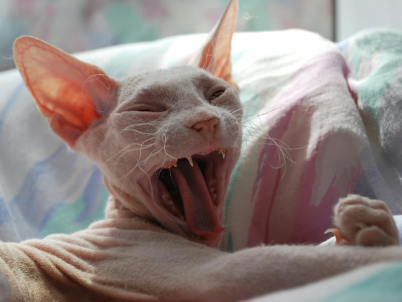The Sphynx is a hairless breed known for its wrinkled skin and high energy levels. Despite being hairless, they require regular bathing to remove oils from their skin. They are affectionate, playful, and love attention. They cost around £1,500-£3,000. Sadly the lack of hair can cause health problems, including skin infections, sunburn and a lack of insulation.