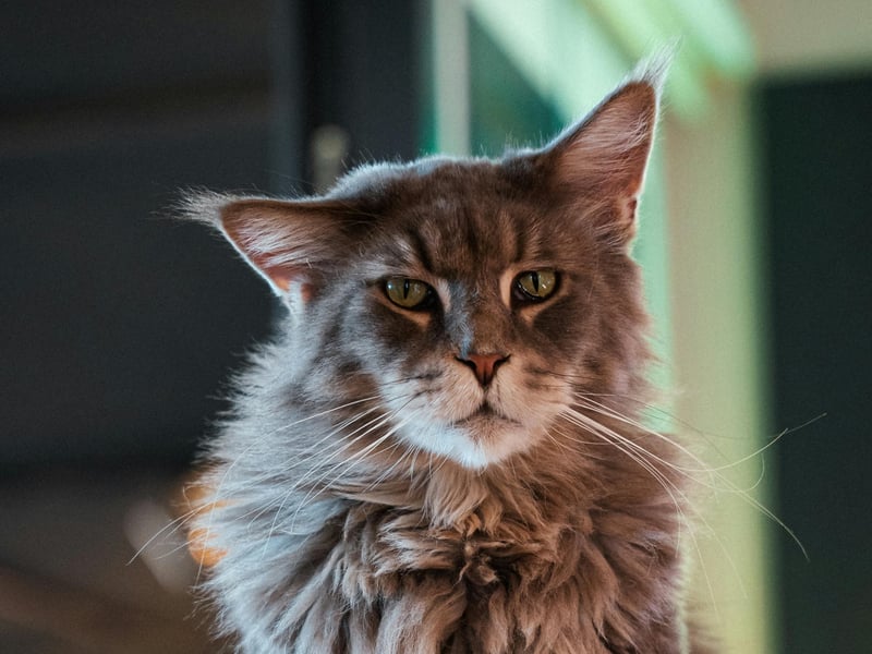 One of the largest domestic cat breeds, Maine Coons have thick, water-resistant fur and bushy tails. They are friendly, intelligent, and enjoy human interaction. Their thick coat requires regular grooming. Expect to pay from £1,000-£3,500. 
