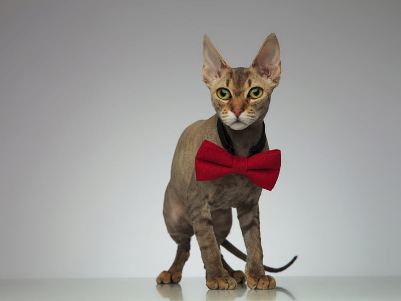 Originating from Russia, the Peterbald is an elegant, hairless breed with a slim, muscular body. They can have a fuzzy coat or be entirely bald. They are known for their affectionate, dog-like nature and enjoy being around people and other pets. They cost around £3,500 - £7,000. In common with other hairless breeds they can be prone to skin problems, sunburn and have reduced insulation. 