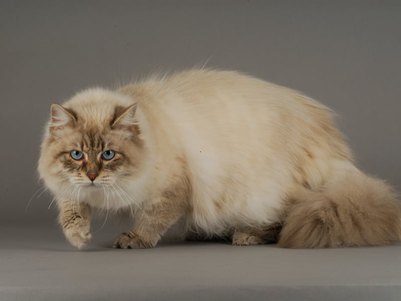 These fluffy, large cats originate from Russia and are known for their thick triple-layered coat, which makes them well-suited for cold climates. Siberians are friendly, intelligent, and hypoallergenic, making them a popular yet pricey breed - expect to pay anywhere from £1,000 to £5,000. 