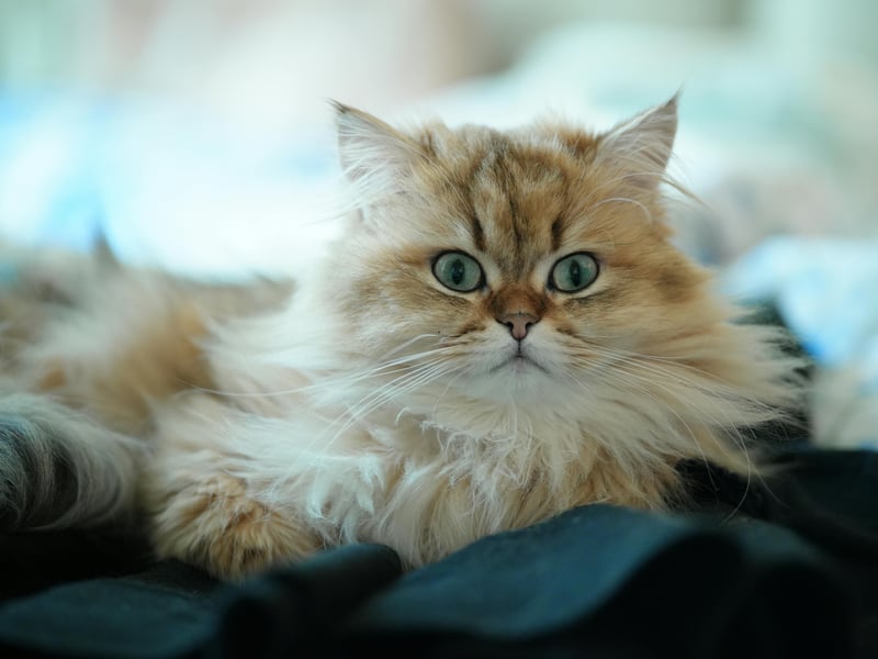 Persians are long-haired, fluffy cats known for their calm and affectionate personalities which tend to sell from £1,500-£5,000. They have round faces with a signature flat nose. Due to their luxurious coats, they require daily grooming. Extreme flat-faced Persians display the brachycephalic features which can lead to protruding eyes which are at greater risk of nonreal injury. They are also likely to get infections (dermatitis) from facial skin folds, compressed airways which cause difficulty breathing and a deformed jaw which can predispose to dental disease - making normal behaviours such as eating and grooming more difficult.