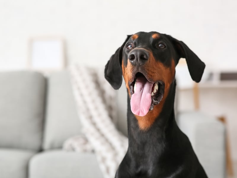 Continuing the run of big dogs, not only will the Doberman Pinscher take up more than its fair share of space, it will also be unlikely to stay still all night due to its high energy levels.
