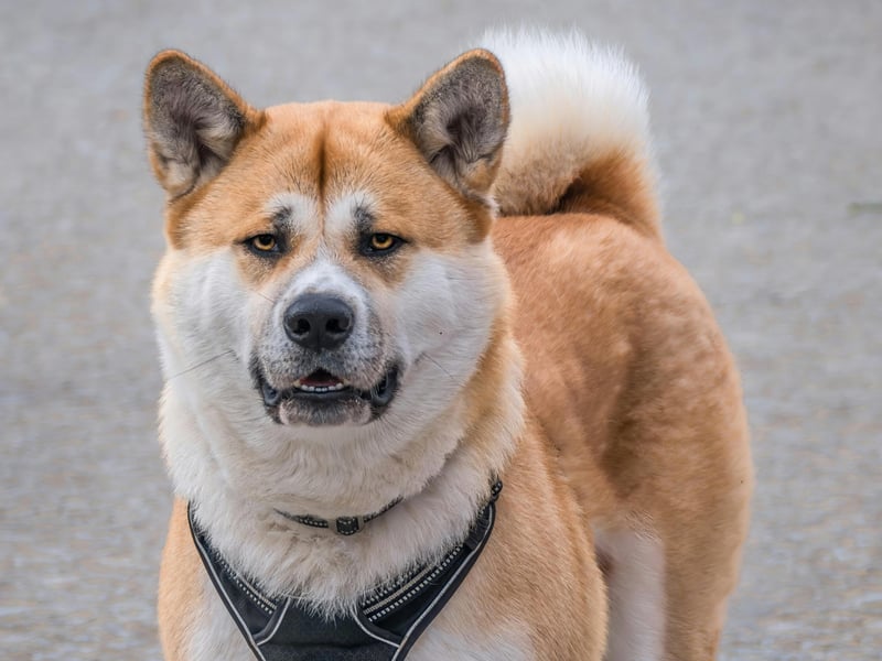 Another big breed - the Japanese Akita - came second on the list. They are also known for being big shedders but also make for tricky bedfellows due to their barking and energetic tendencies. 