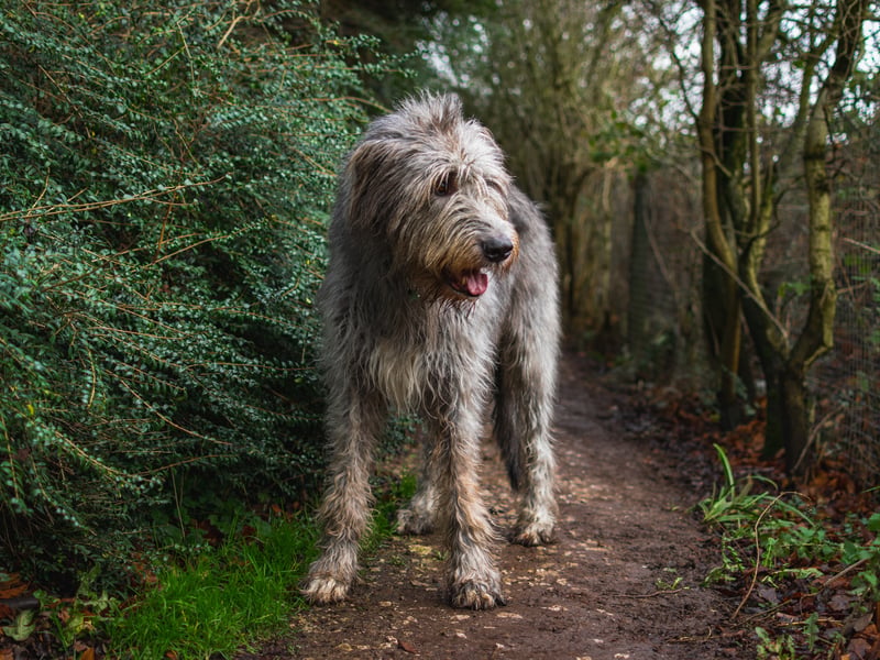 If anything the leggy Irish Wolfhound takes up even more room than the Great Dane. They also shed and have moderate energy levels. 