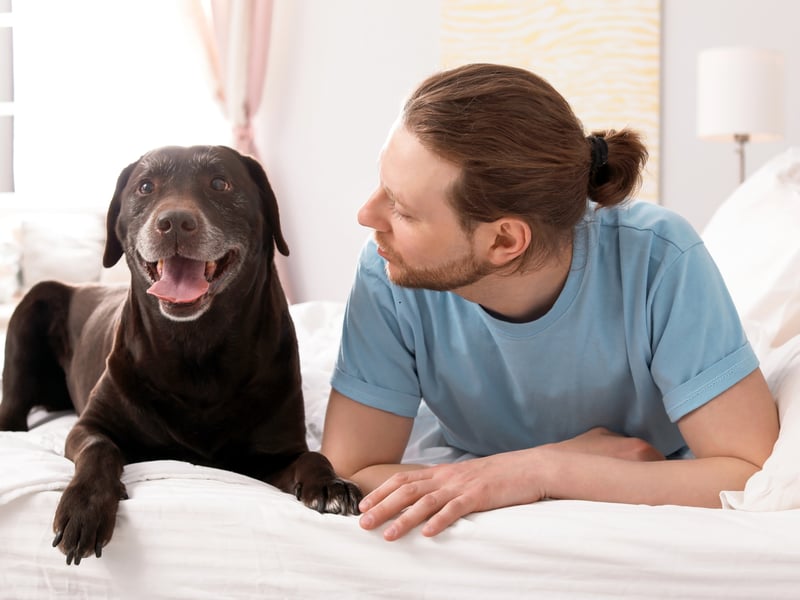 The first controversial entry on this list is the Labrador Retriever - the world's most popular dog. They may be supremely cuddly and loving but they shed lots of fur and also have a tendency to be quite energetic.