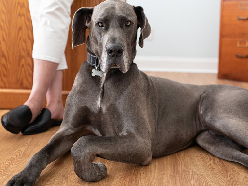 The main issue with the Great Dane is its enormous size - even the largest bed is unlikely to leave you much room with this enormous canine next to you. 