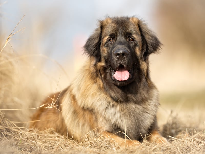 Leonbergers, large shaggy dogs with a gentle nature, make great pets but are less than ideal to nap with and are third on the list.