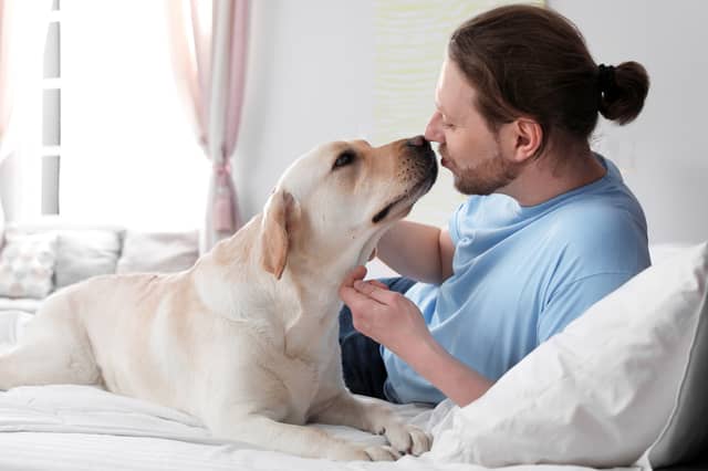 Good luck on getting any sleep with a Labrador next to you in bed.