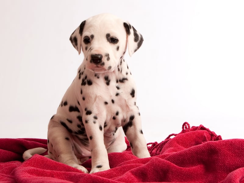 Completing our list is the spotty Dalmation. They are likely to leave you unrested by barking and fidgeting through the night.