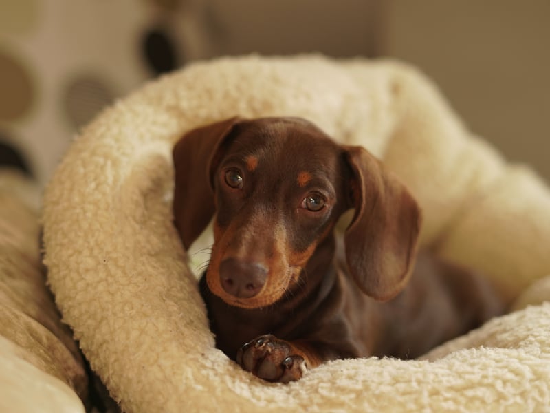 Given their small size you would have thought you'd get a great night's sleep with a Dachshund. Sadly these wee dogs love to burrow into your bedclothes at all hours and are terrible blanket thieves.