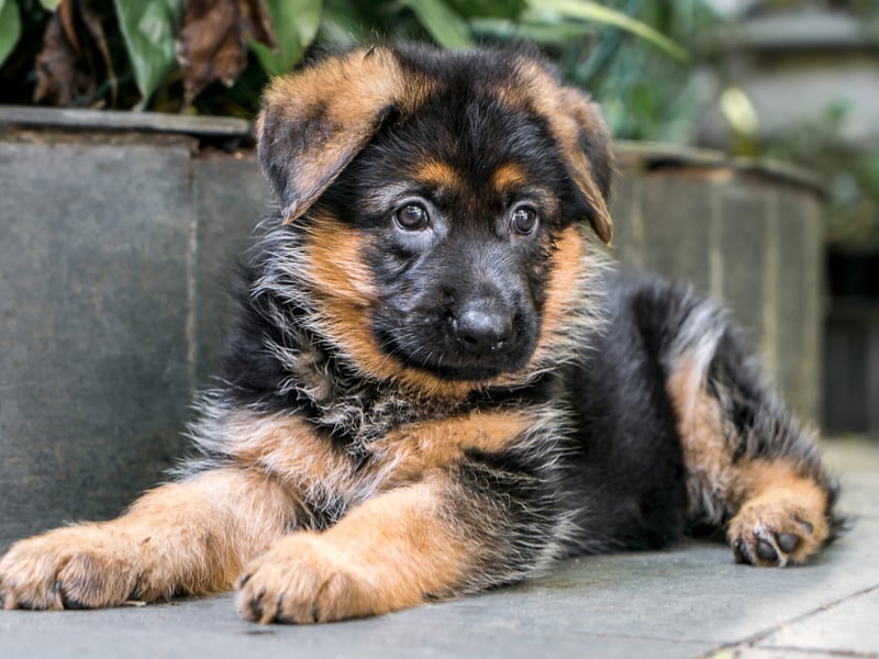 Naturally alert guard dogs, the German Shepherd is also a big shedder, and would be happier protecting you from outside the bedroom door rather than in your bed.