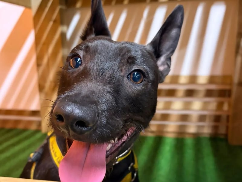 Ori is a Staffordshire Bull Terrier cross puppy. Ori is looking for a committed home where he can be the only pet and there are no children at home as he mouths very hard. He is not fully house trained and will need someone at home most of the day and who is willing to start basic training from scratch.