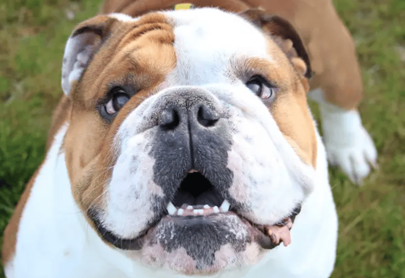 Barney is a five-year-old bulldog with a big heart and a wonderfully cheeky personality. He’s a gentle boy who likes to take his time getting to know new people and will thrive in a calm, adult-only home where he can build confidence and feel secure. He would be happiest as the only dog, soaking up all the love, and would enjoy owners who are happy to continue his training and help him grow in confidence, especially on the lead.