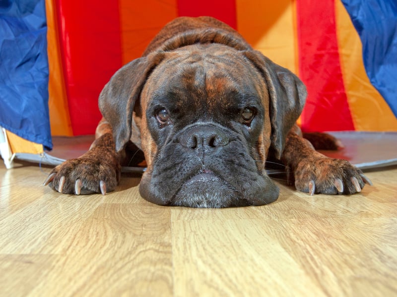 One of the best medium-sized guard dog breed, the Boxer was developed in Germany as a hunting dog. Boxers take two things very seriously - protecting their beloved family/pack and making sure they get a good play every day.