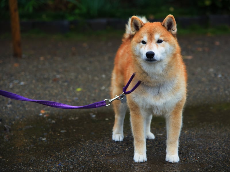 In Japan, where they originate, the Akita is the last word in guard dogs. This is another breed whose extreme vigilance and distrust of strangers mean they can be trusted to keep your safe - and they have the muscle (and teeth) to back it up. They are also playful and loving companions - as long as you keep on their right side!