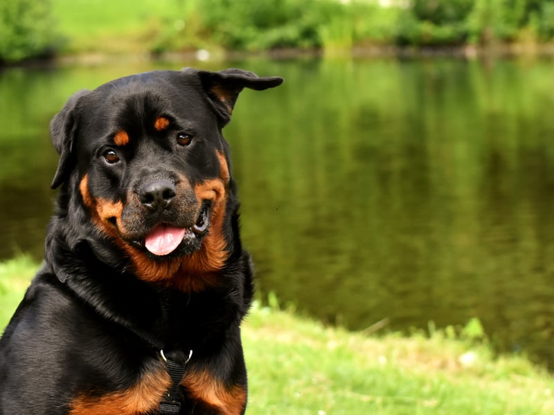 A breed that have, at time, got a bad reputation for being aggressive, a well-bred and trained Rottie will only demonstrate aggression when it, its home or its family are at risk. When not on duty they are calm, confident, loving and playful animals that make great family pets.