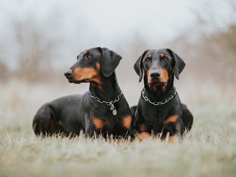 Known as the Doberman Pinscher in the USA, the American Kennel Club describes it as "incomparably fearless and vigilant" - pretty much the definition of a perfect gaurd dog. 