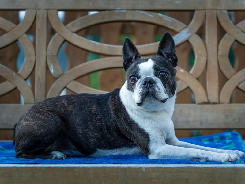 Another breed that proves great guard dogs come in all shapes and sizes is the scrappy Boston Terrier. These charmers are pretty much made of muscle and used to be used in dogfighting during less gentle times. Known as 'the American gentleman' due to their friendly personality, they'll be anything but gentle when it comes to protecting their territory. 