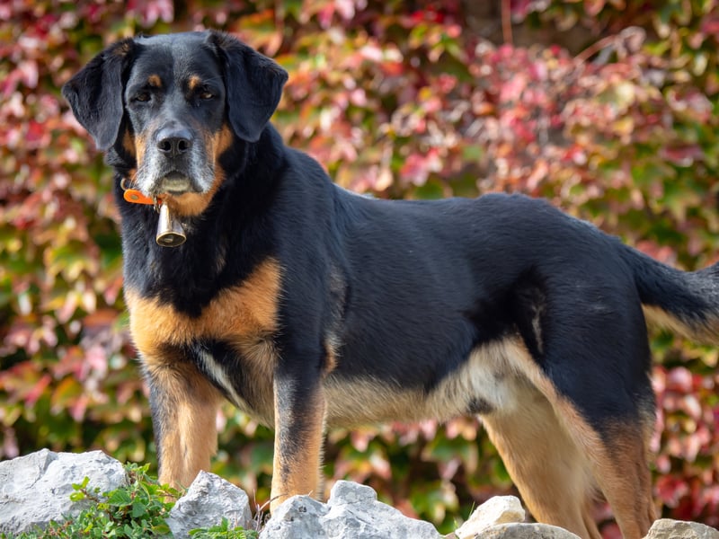 A fairly rare breed in the UK, the Beauceron was originally used to herd animals in its native Central France. Also known as the Bas Rouge, on account of its red 'stockings', its remarkably sensitive sense of hearing means it will be aware of an approaching threat while other dogs are still asleep. 