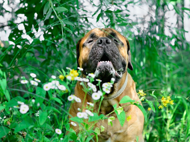 The mere sight of a Bull Mastiff should be enought to put an intruder off. They have a fearsome reputation which comes from their former job of guarding estates for 19th-century gamekeepers. When not on security patrol they are affectionate and chilled, although don't suit multi-pet households. They like being top dog too much. 