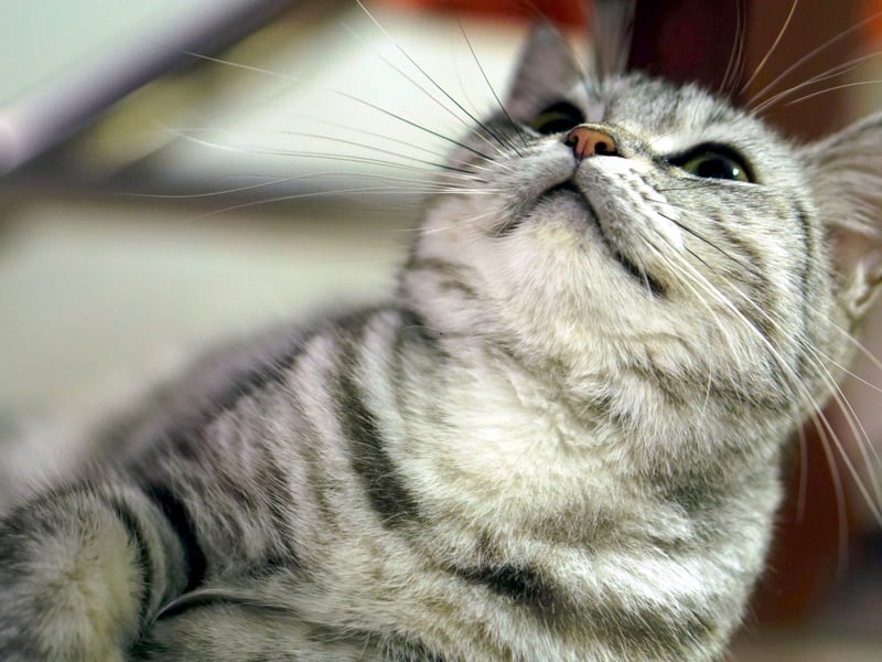 The American Shorthair is a sturdy, adaptable breed with a strong immune system and few hereditary health issues. They have a muscular build and a lifespan of 15–20 years. Originally bred as working cats to control rodents, they are naturally hardy. With a proper diet and regular exercise, they rarely experience major health concerns. 