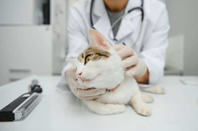 Some cat breeds are more likely to need a trip to the vet than others.