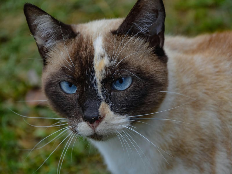 Siamese cats are known for their sleek bodies, high energy levels, and long lifespan of 15–20 years. They are naturally athletic and have strong genetics, making them less prone to common feline diseases. Siamese cats maintain a healthy weight due to their active nature and love of play.
