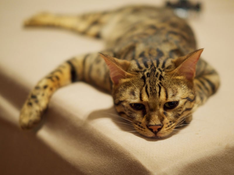 Bengals are one of the healthiest cat breeds, known for their strong, muscular build and high energy levels. They have a lifespan of 12–16 years and are less prone to genetic disorders. Bengals are naturally athletic and highly intelligent. 
