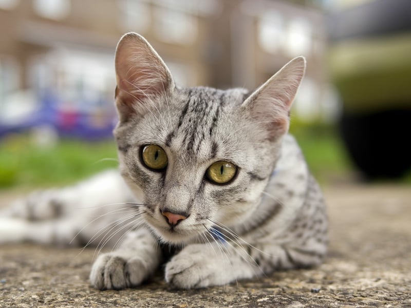 The Egyptian Mau is one of the fastest domestic cats and is known for its exceptional health. With a lifespan of 12–15 years, they are generally free from major hereditary diseases. Their alert and energetic temperament contributes to their overall well-being. 