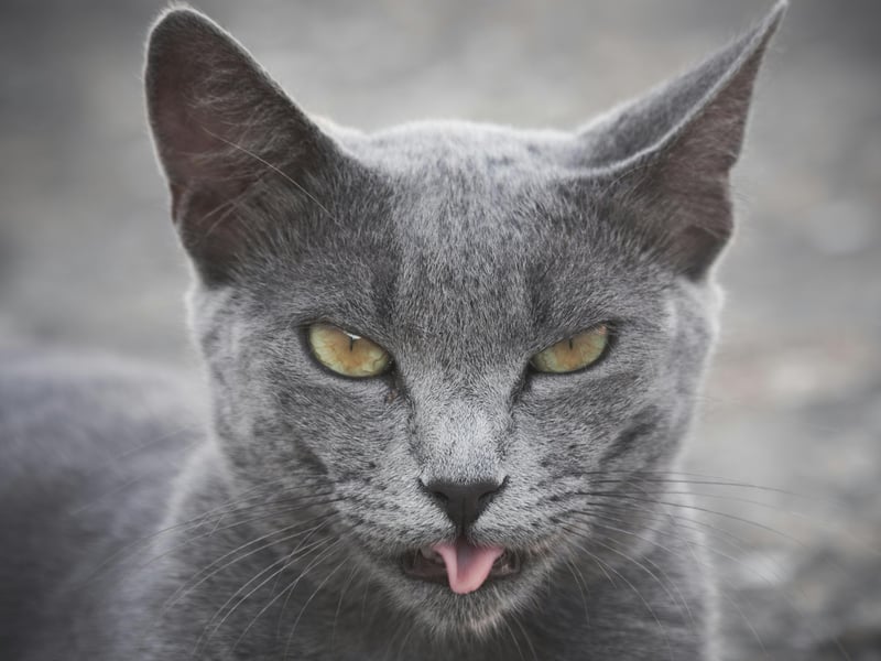 Russian Blues are one of the healthiest cat breeds, known for their robust immune system and long lifespan of 15–20 years. They have minimal genetic health issues and a sleek, muscular build. Russian Blues are naturally resistant to many common feline illnesses and rarely suffer from obesity due to their active nature. 
