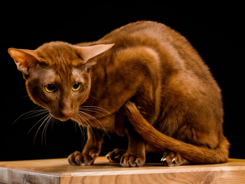 Oriental Shorthairs are closely related to Siamese cats and share their excellent health and longevity, often living 15–20 years. They have a sleek, muscular body that stays naturally fit due to their active nature.