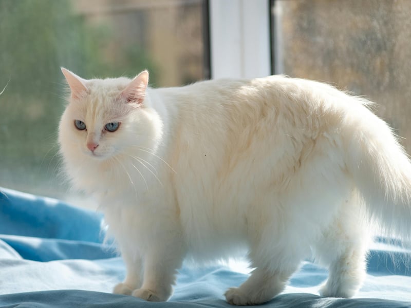 As graceful as they are sturdy, the Turkish Angoras doesn't have much in the way of severe inherited conditions. When obtained from well-managed breeding lines they tend to maintain good heart, ear and eye health.