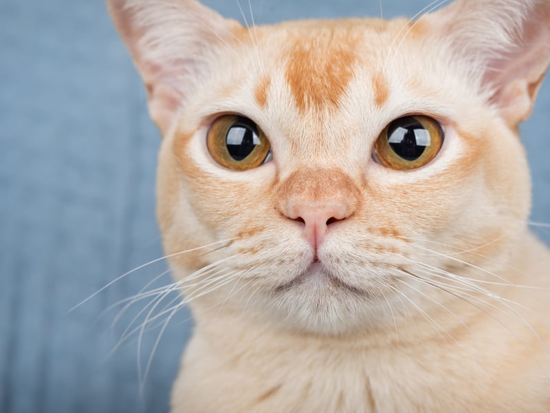 Burmese cats are known for their muscular bodies and robust health, with a lifespan of 16–20 years. They have minimal genetic health issues and are naturally active, which helps maintain a healthy weight. Burmese cats are social, affectionate, and thrive in human company.