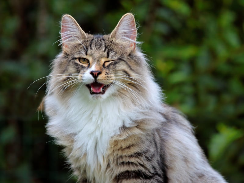 Norwegian Forest Cats are naturally hardy due to their origins in the cold climates of Scandinavia. With a lifespan of 14–16 years, they have strong immune systems and are not prone to many hereditary illnesses.