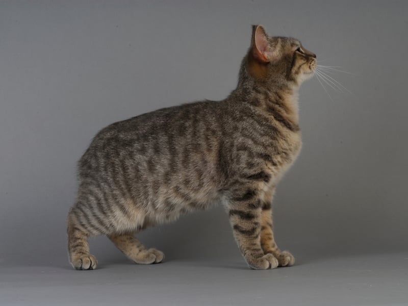 Manx cats are naturally strong and muscular, with few genetic health issues. They have a lifespan of 14–16 years and are known for their playful yet hardy nature. The Manx gene, which causes their tailless appearance, is well-maintained in healthy breeding programs to prevent health complications.