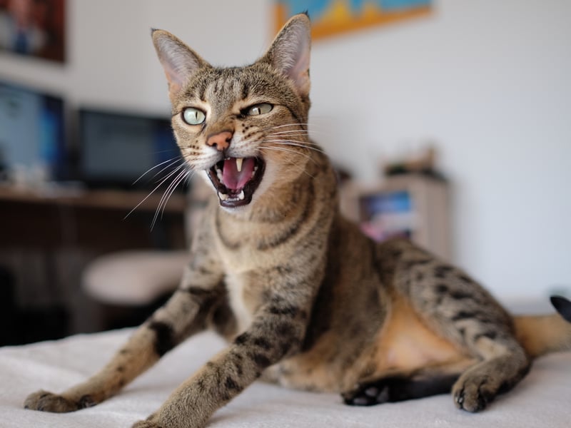 Savannah cats are a hybrid breed known for their excellent health and athletic build. With a lifespan of 12–20 years, they are one of the longest-living cat breeds. Their hybrid genetics give them a strong immune system and resistance to many feline diseases.
