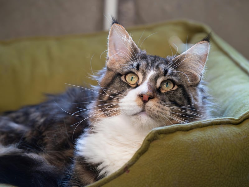 It's essential that Maine Coons are responsibly bred, with sceening reducing the risk of animals developing cardiomyopathy (the most common type of heart disease in cats). If their hearts are healthy then this cat breed's hardy frame, adaptable digestion and strong immunity mean they should have a long life.
