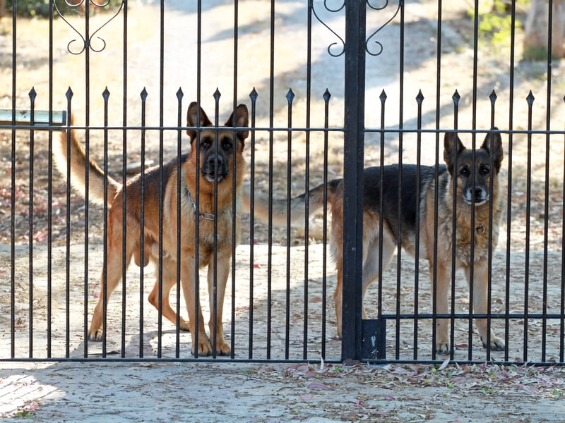 When most people think of a guard dog they are probably picturing a German Shepherd - and for good reason. Popular with the army and police, if one of these dogs don't want you around, you'll quickly know about it. On the flip side, they are also very affectionate dogs who are great with kids. 
