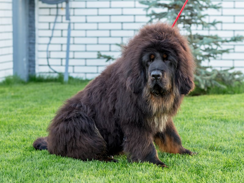 A lion would be a great animal to guard a house, but the authorities take a dim view of postmen being eaten. The next best thing is the luxuriantly-maned Tibetan Mastiff, with their distinctive thick coat designed for cold mountainous climates. Used to guard Tibetan temples in their native country, they will repel unwanted guests with extreme ferocity before cuddling up next to you on the couch. 