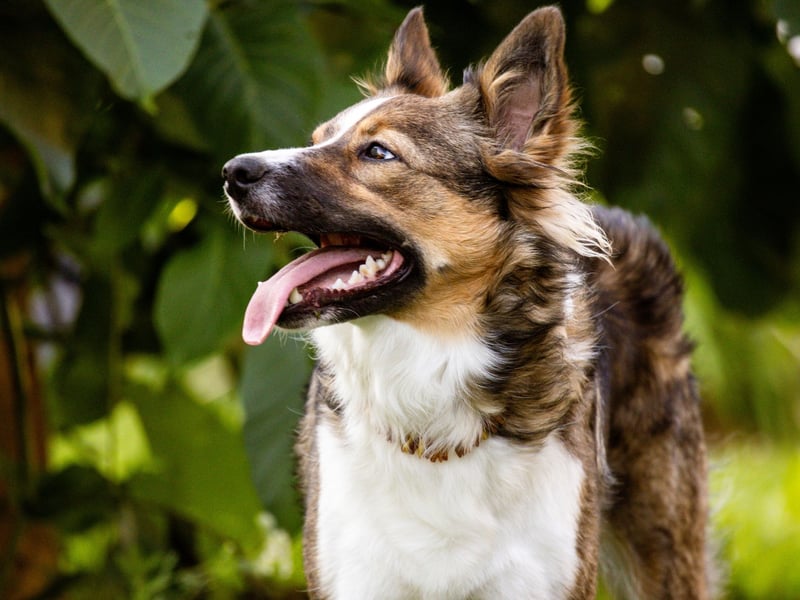 An interesting fact about the Australian Shepherd is that it's not from Australia - having been originally bred in the USA. Wherever it's from, it makes a similarly good guard dog as its German counterpart. It was traditionally bred to herd and protect livestock from predators. That instinct is easily transferred to its home and human family. 