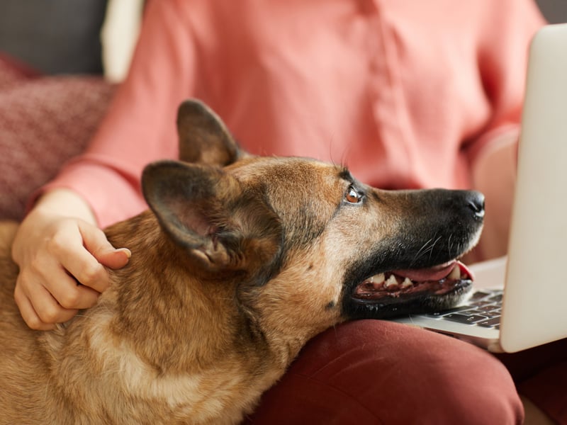 German Shepherds may be used for everything from army dogs to finding drugs in airport baggage, but their amazing emotional intelligence and eagerness to please is guaranteed to make their owner feel more confidence - particularly when out-and-about in public spaces.