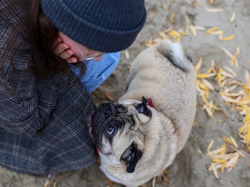 Another small breed that can be your constant and calming companion is the squishy-faced Pug. These dogs are known for their even-tempers so help put things into perspective. They'll always have your back.