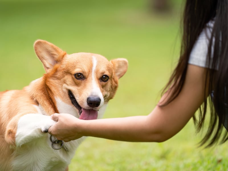 Obedient and loyal, but with an independent streak that means they aren't overly needy, Pembrokeshire Welsh Corgis are particularly good companion dogs for nursing home residents and people with disabilities. They'll stick to their owners like glue, always at their fet to provide support when needed.