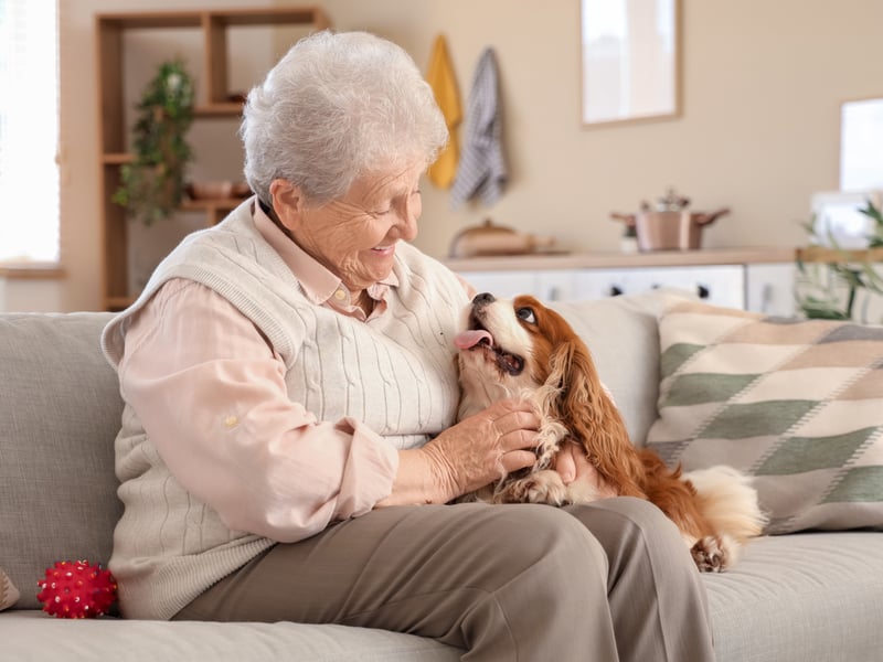The Cavalier King Charles Spaniel is nicknamed 'the comforter spaniel' due to the breed's habit of curling up on their owner's lap for hours. The very definition of 'relaxing' is being in the company of one of these dogs. 