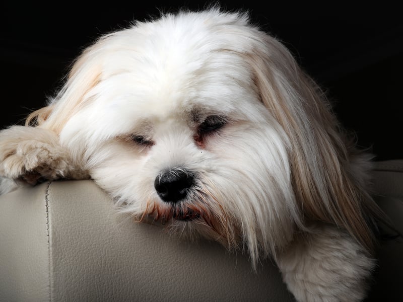 Running your hands through the silky coat of a Lhasa Apso is better than any stress ball. They'll enjoy it as much and you do and will form an unbreakable bond with their human.