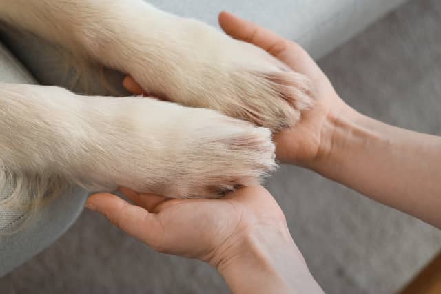 Owning a dog has been shown to improve your emotional wellbeing.