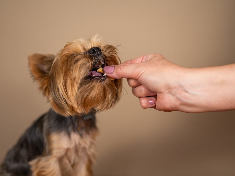 Smaller dogs have the advantage of being capable of being carried around, so you can take them more places with you. The Yorkshire Terrier loves being with you at all times and is a great calming influence when things get stressful.