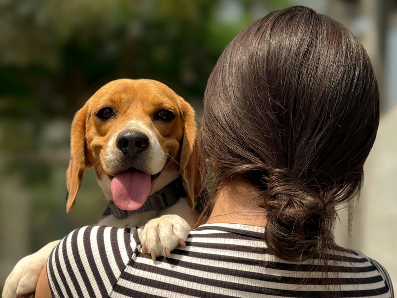 The Beagle's unquestioning affectionate nature makes the breed one of the most versatile emotional support animals. Equally happy running around outside with their owners or snuggling up inside, they are loyal, affectionate and always there for you.
